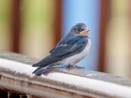 柵にとまるツバメ 柵にとまるツバメの写真