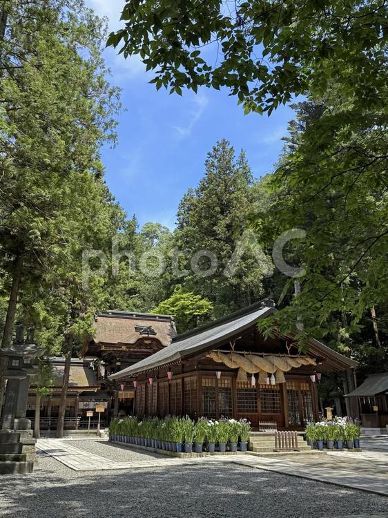 諏訪大社下社春宮神楽殿_3 諏訪大社,下社,春宮の写真素材