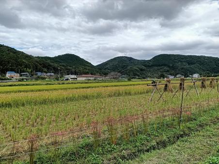 稲作 稲作 稲作,田んぼ,米の写真素材