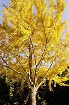 黄葉したイチョウの木 イチョウ,木,ギンナンの写真素材