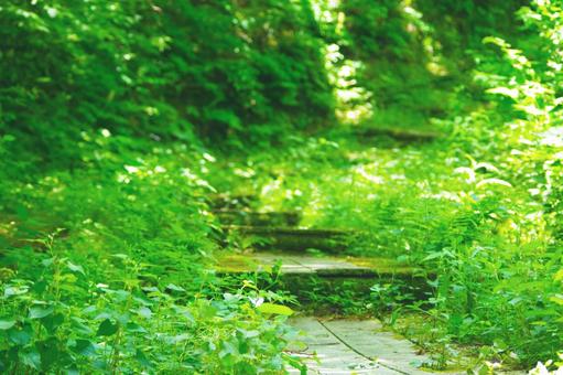 散歩道 散歩道の写真