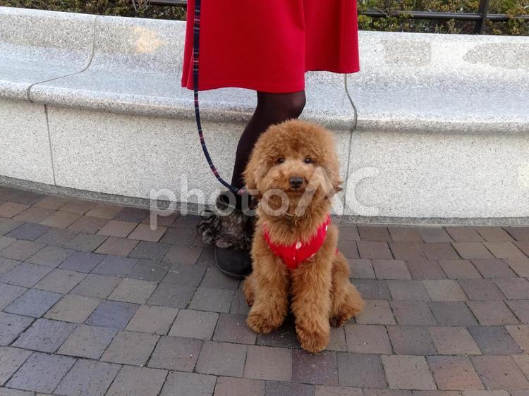 愛犬と散歩 女性,女の人,愛犬の写真素材