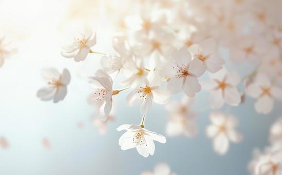 桜花見 桜花見の写真