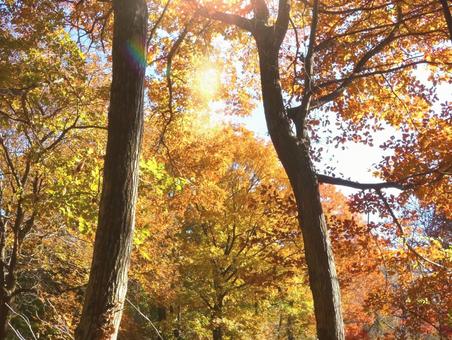 紅葉した木々 秋,紅葉,木の写真素材