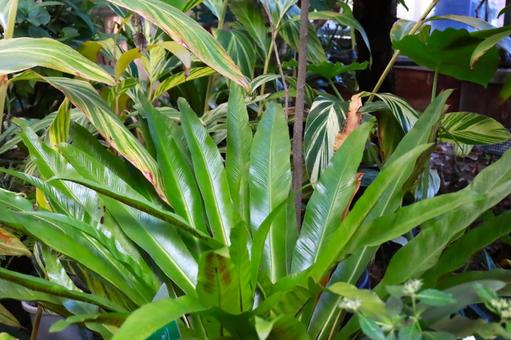 緑色の観葉植物 緑色の観葉植物 緑,グリーン,自然の写真素材