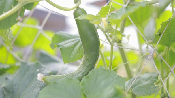 畑でのびのびと育つ7月のきゅうり 畑でのびのびと育つ7月のきゅうり キュウリ,きゅうり,7月の写真素材