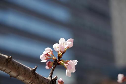 都市に咲く桜の花 都市に咲く桜の花の写真