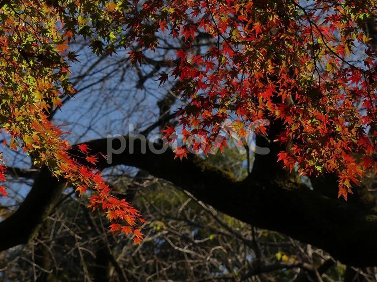 小江戸川越、仙波東照宮の紅葉 小江戸,小江戸川越,仙波東照宮の写真素材