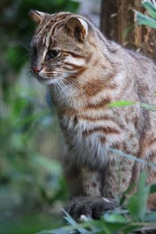 ベンガルヤマネコ～井の頭自然文化園 ベンガルヤマネコ,ヤマネコ,アムールヤマネコの写真素材