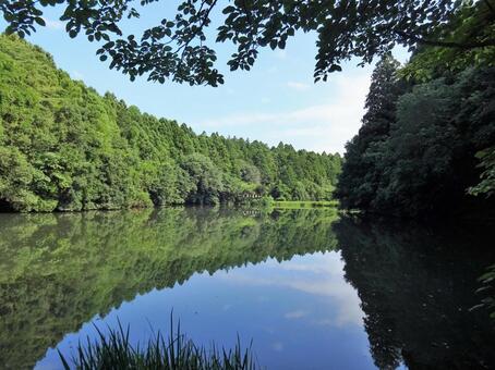 Scenery 1, naturalne, środowisko, las, JPG