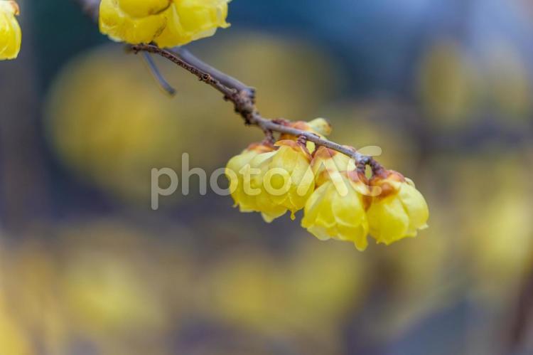 蝋梅の淡い輝き 蝋梅,黄色,冬の写真素材