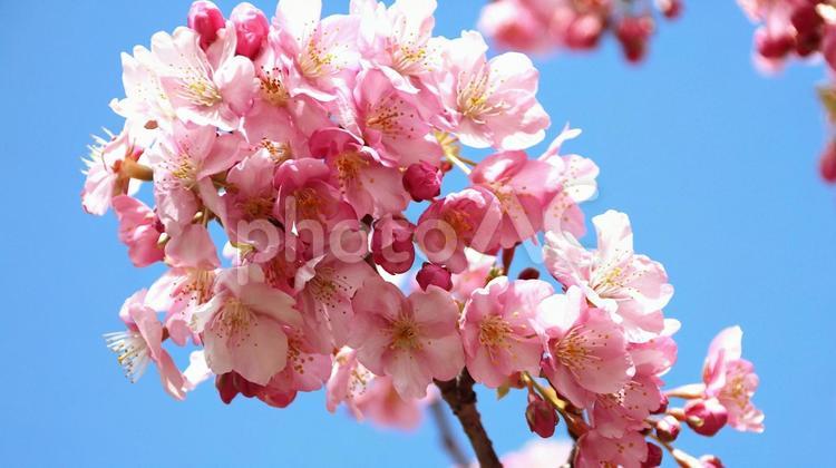 南伊豆下賀茂温泉の河津桜 桜,春,花の写真素材