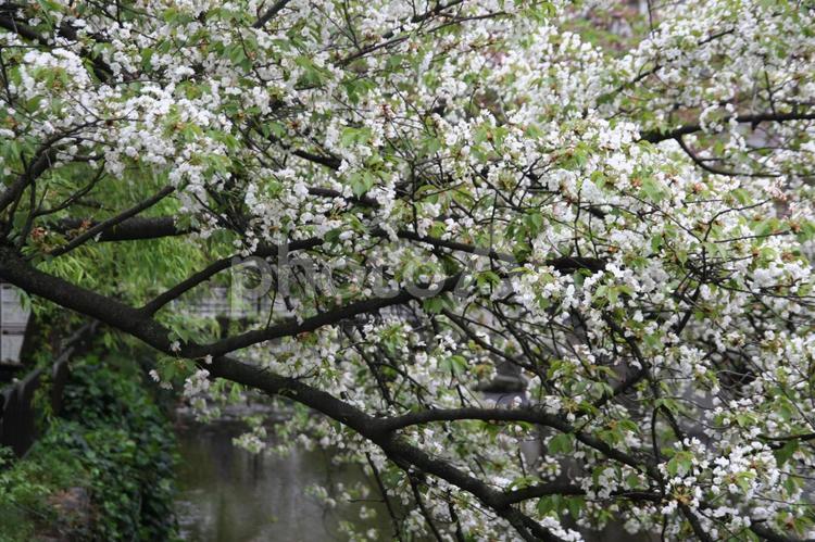 京都三条高瀬川近くの桜 京都,三条,高瀬川の写真素材