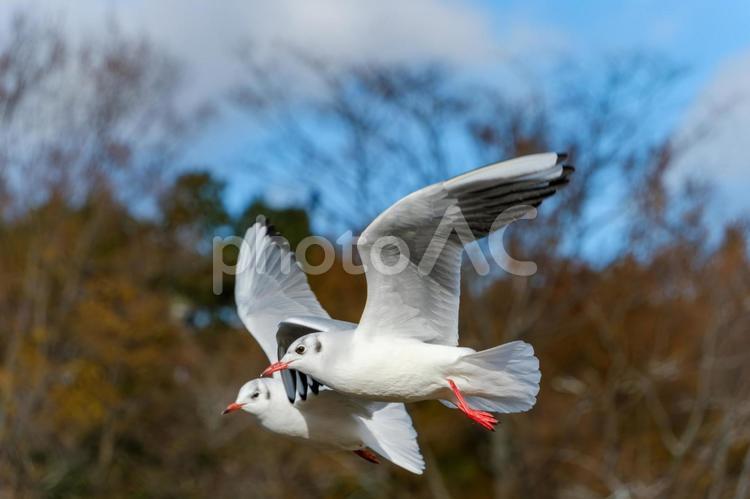 空を舞う2羽のカモメ カモメ,鳥,飛ぶの写真素材