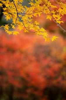 紅葉 紅葉の写真