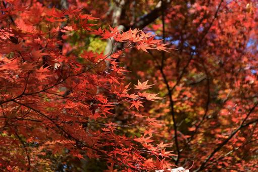 Maple, JPG Maple, JPG