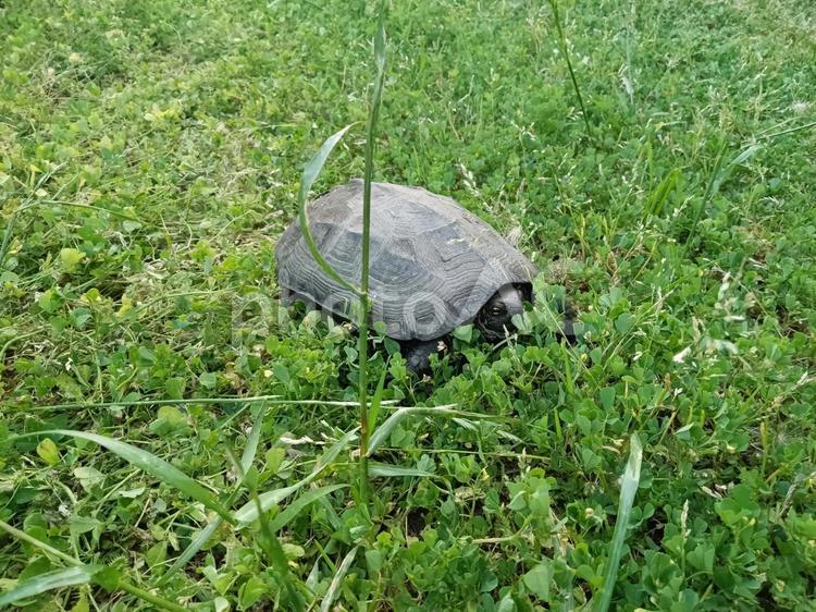 野生のクサガメ クサガメ,イシガメ,野生の写真素材