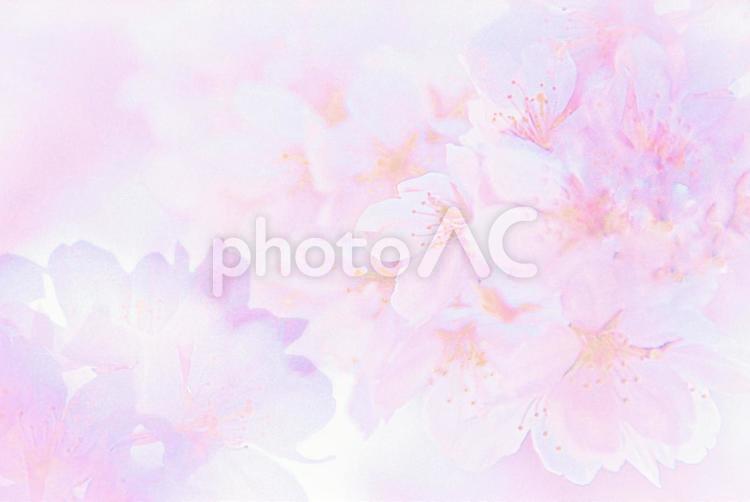 春のイメージの背景素材 桜,お花見,春の写真素材