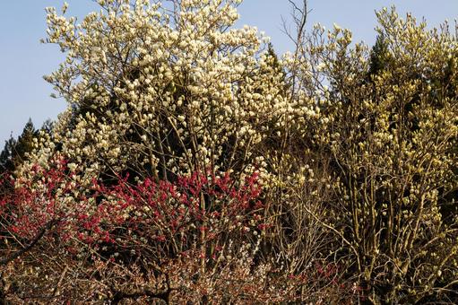 Photo, flower, spring, ume, 