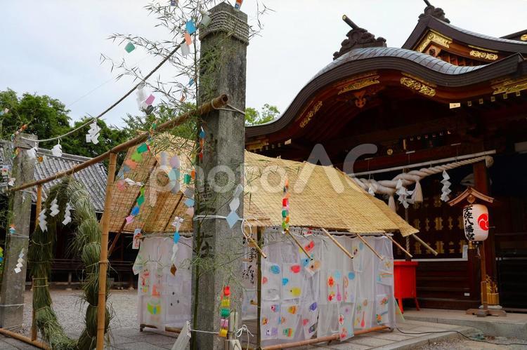 ７月中旬の高松市宇佐八幡宮の夏越大祓 神社,境内,茅の輪の写真素材