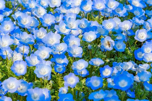 ネモフィラ畑と蜜蜂 ネモフィラ,花,花畑の写真素材