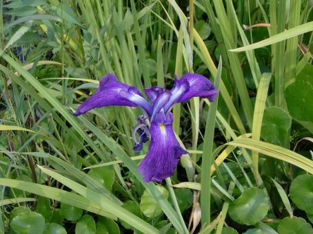 8月の花菖蒲の花 8月の花菖蒲の花の写真