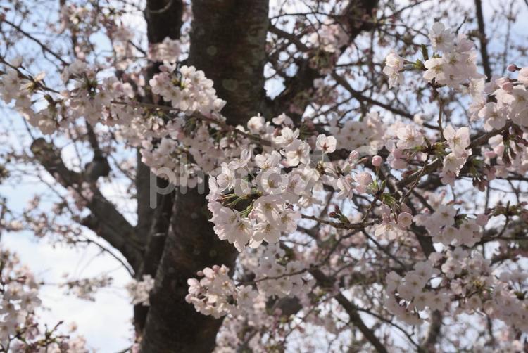 五分咲きの桜 さくら,ピンク,春の写真素材