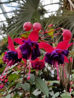 シンガポールの旅 シンガポールの旅 シンガポール,植物園,建築物の写真素材