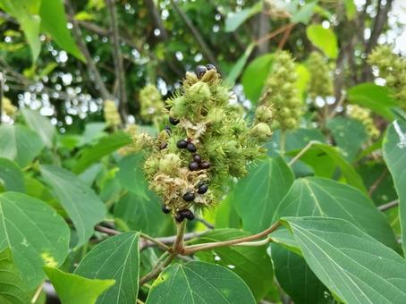 Photo, flower, fruit, mallotus japonicus, 