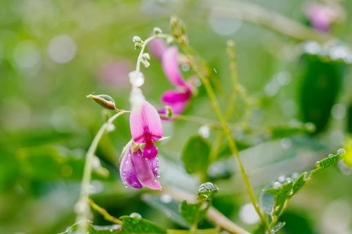 ヤマハギ⑴ ヤマハギ⑴ 花,ヤマハギ,植物の写真素材