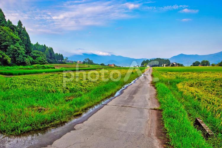 田園風景の中をまっすぐ伸びる一本道 夏,田舎,一本道の写真素材
