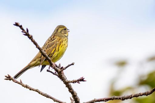 アオジ(45)の写真