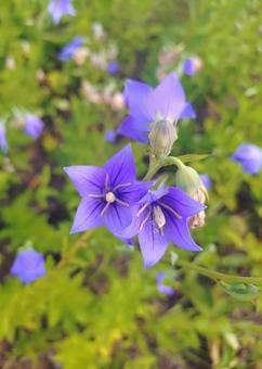 キキョウ キキョウの写真