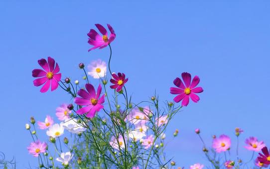濃いピンクの秋桜の花 濃いピンクの秋桜の花の写真