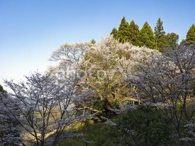 咲き始めた佛隆寺の千年桜 名桜,佛隆寺,千年桜の写真素材