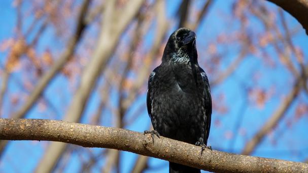 枯れ木の枝に止まったカラス 枯れ木の枝に止まったカラス カラス,烏,鳥の写真素材
