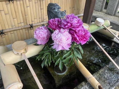 花手水(芍薬) 花手水(芍薬) 花手水,シャクヤク,手水舎の写真素材