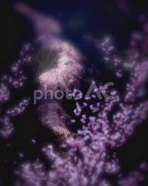 クマノザクラ咲くナメゴ谷 桜,春,ナメゴ谷の写真素材