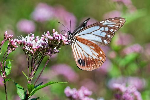 フジバカマの蜜を吸うアサギマダラの雄 フジバカマの蜜を吸うアサギマダラの雄 アサギマダラ,浅葱斑,渡り蝶の写真素材