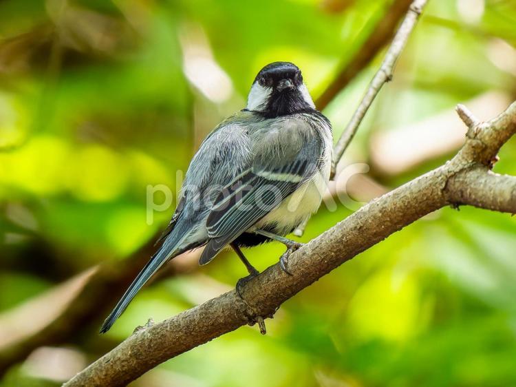 枝にとまるシジュウカラ シジュウカラ,野鳥,鳥の写真素材