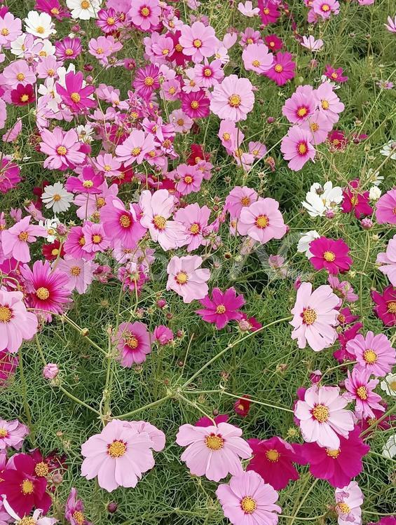 たくさんのコスモス 秋桜,コスモス,花の写真素材