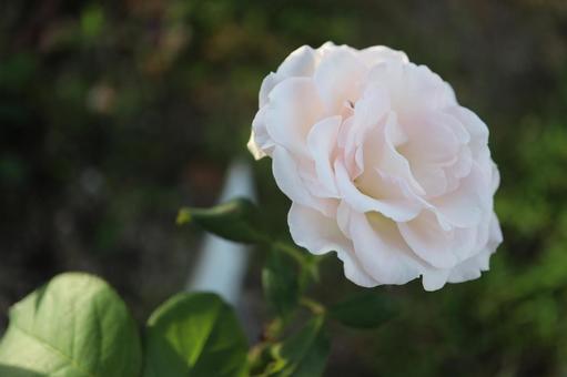 バラ園で淡い薔薇を撮影した写真です バラ園で淡い薔薇を撮影した写真ですの写真