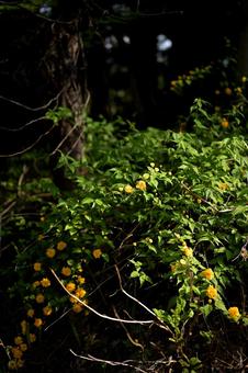 深い緑の森の中で異に目立つ花 黄色,花,森の中の写真素材