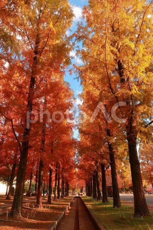 メタセコイア　並木　秋　紅葉　風景 メタセコイア,並木,秋の写真素材