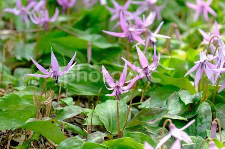かたくりの里　清住 かたくり,カタクリ,花の写真素材