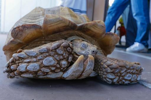 ケズメヒョウモンリクガメ ケズメヒョウモンリクガメの写真