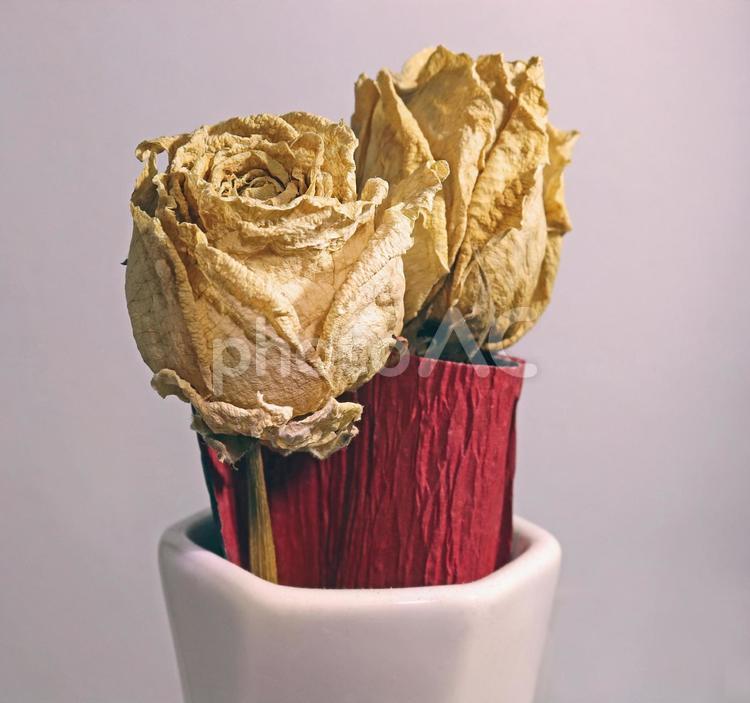 薔薇　バラ　枯れる ドライフラワー,ドライ,枯れたの写真素材