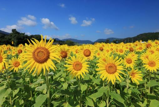 ひまわり畑 向日葵,ひまわり畑,ひまわりの写真素材