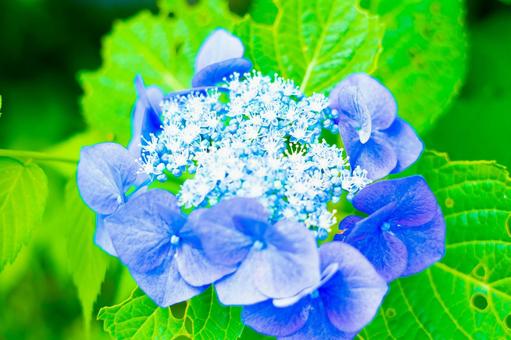 紫陽花 紫陽花の写真