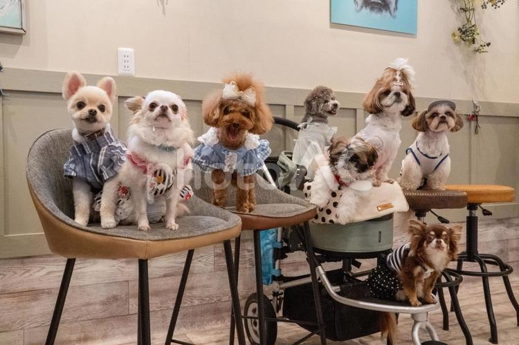 仲良く並ぶ子犬たち トイプードル,チワワ,シーズーの写真素材
